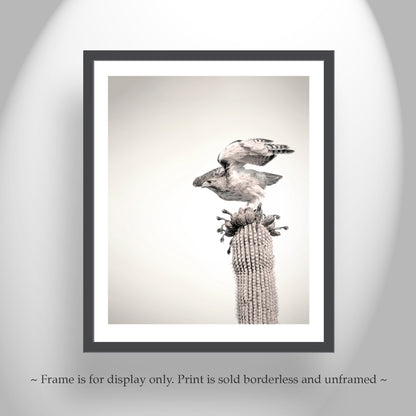 Desert Hawk Bird Photo Print as Wall Decor for Home