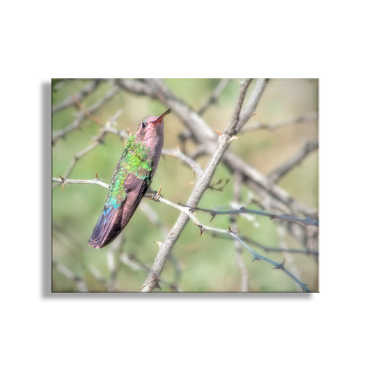 Hummingbird Photo as Bird Decor Print for Home at Tucson