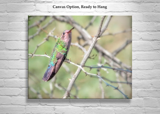 Hummingbird Photo as Bird Decor Print for Home at Tucson