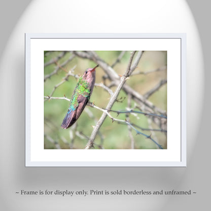 Hummingbird Photo as Bird Decor Print for Home at Tucson