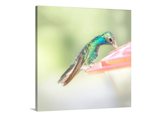 Hummingbird Print as Minimalist Bird Art Photography for Home