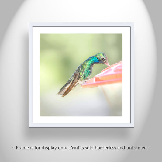 Hummingbird Print as Minimalist Bird Art Photography for Home