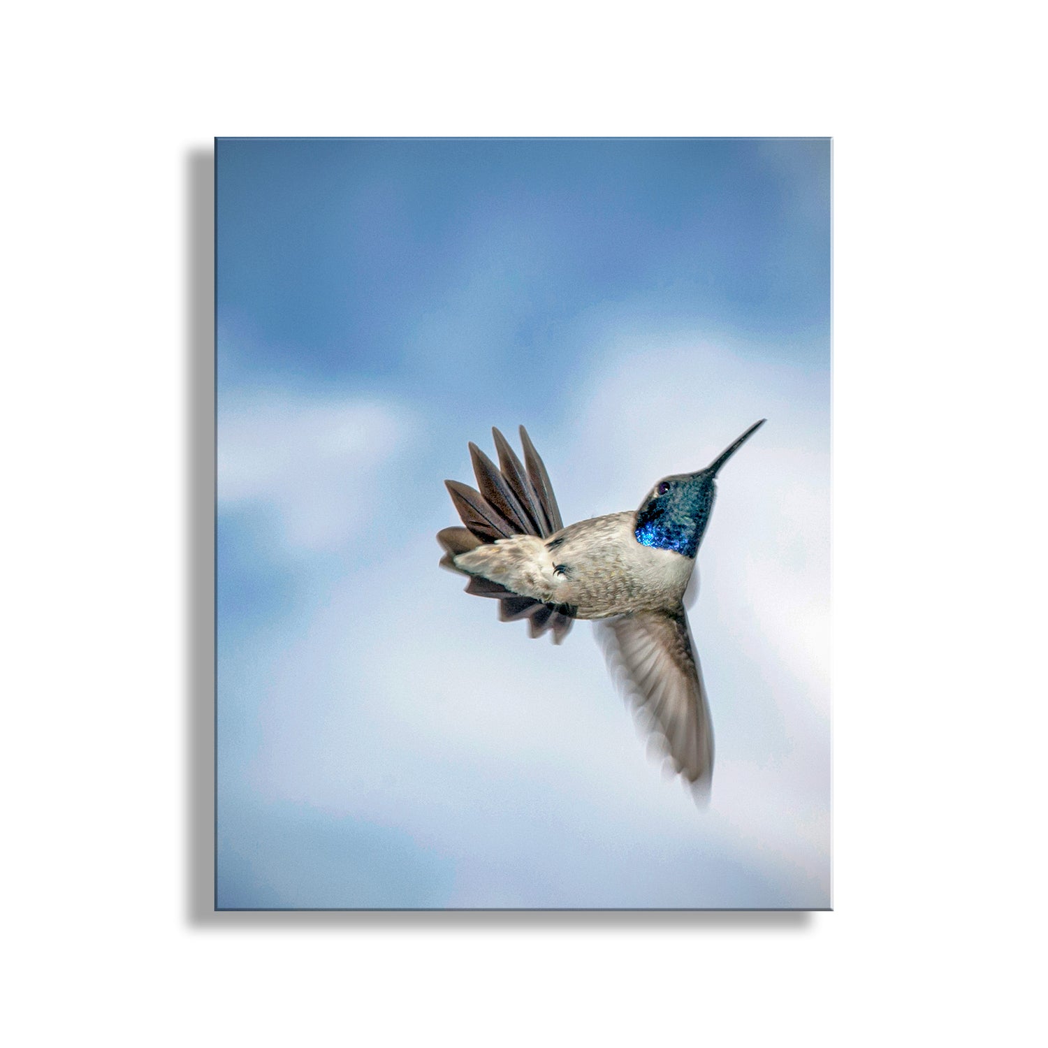 Hummingbird in flight against a blue sky. Beautiful bird art! My heavenly hummingbird art with a hovering hummer in the clear skies of the Arizona-Mexico border. This little bird is twisted with one wing mostly hidden! Can you help me identify this hummingbird variety? Original, unique signed art by Murray Bolesta!