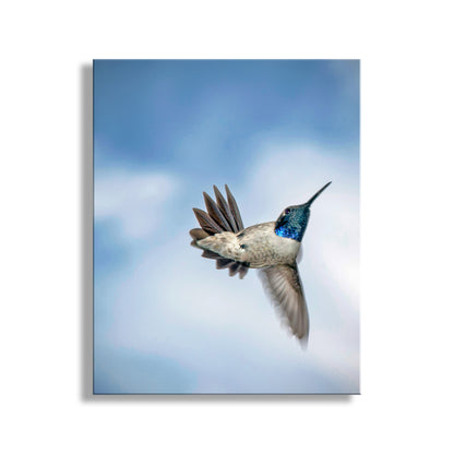 Hummingbird in Flight Photograph as Avian Bird Decor Gift