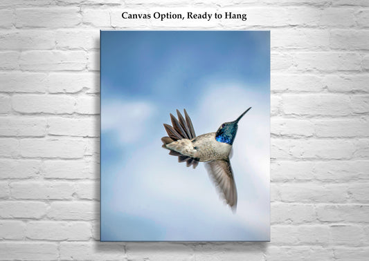 Hummingbird in Flight Photograph as Avian Bird Decor Gift