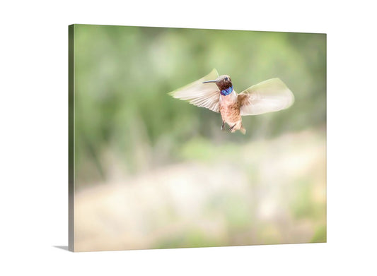 Hummingbird in Flight Art as Spring Green Nature Decor | Tucson Birds
