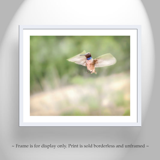 Hummingbird in Flight Art as Spring Green Nature Decor | Tucson Birds