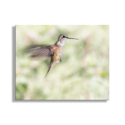 Flying Hummingbird Picture as Bird Wall Decor