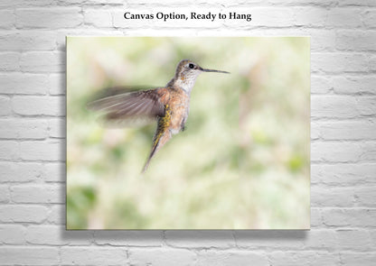 Flying Hummingbird Picture as Bird Wall Decor