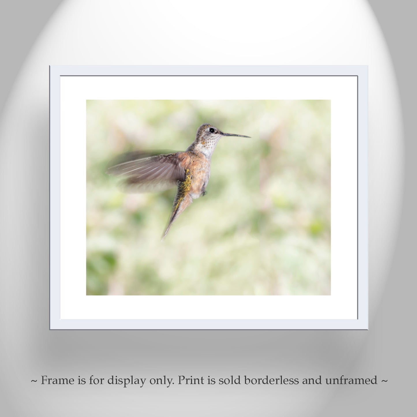 Flying Hummingbird Picture as Bird Wall Decor