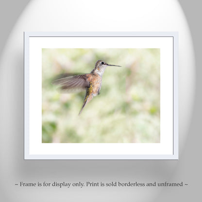 Flying Hummingbird Picture as Bird Wall Decor