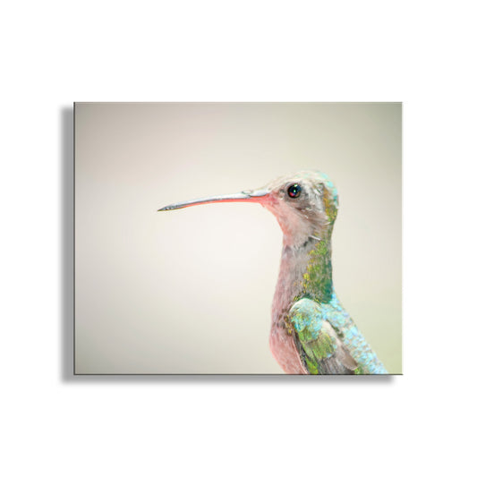 Hummingbird Art Photograph as Minimalist Nature Decor