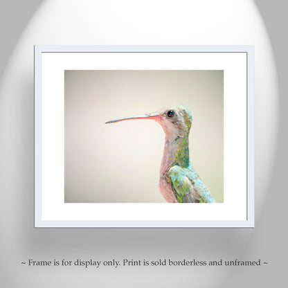 Hummingbird Art Photograph as Minimalist Nature Decor
