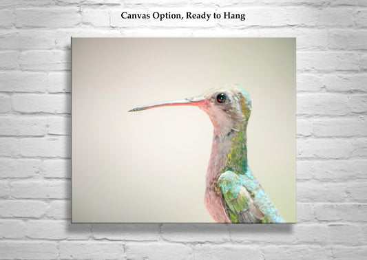 Hummingbird Art Photograph as Minimalist Nature Decor