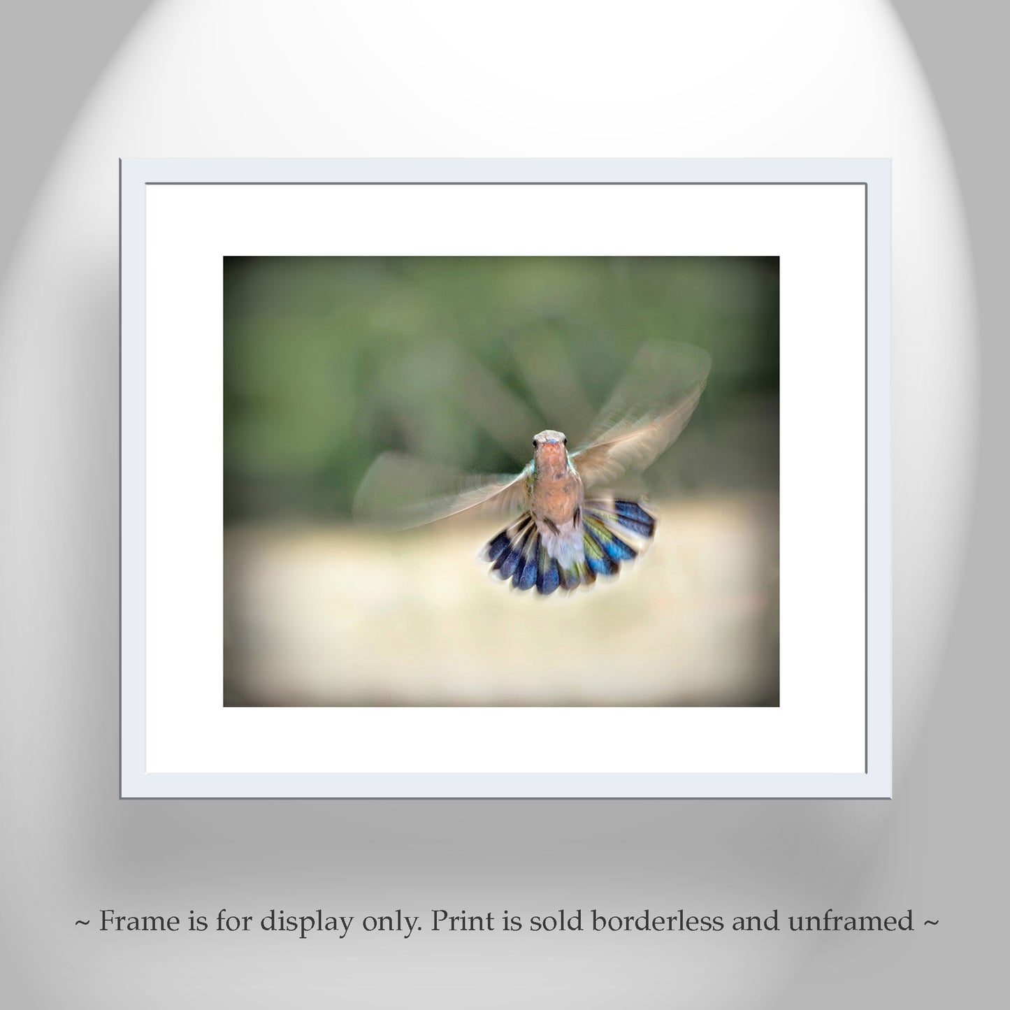 Flying Hummingbird Photography Art Print as Bird Wall Decor
