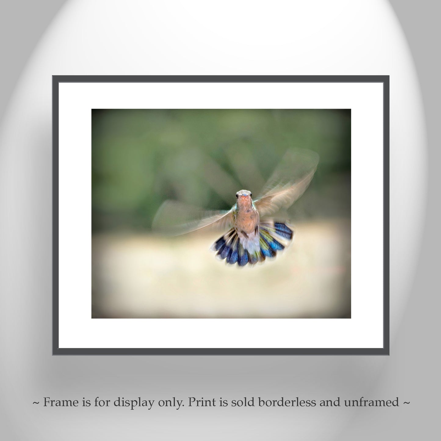 Flying Hummingbird Photography Art Print as Bird Wall Decor