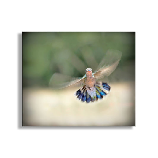 Flying Hummingbird Photography Art Print as Bird Wall Decor