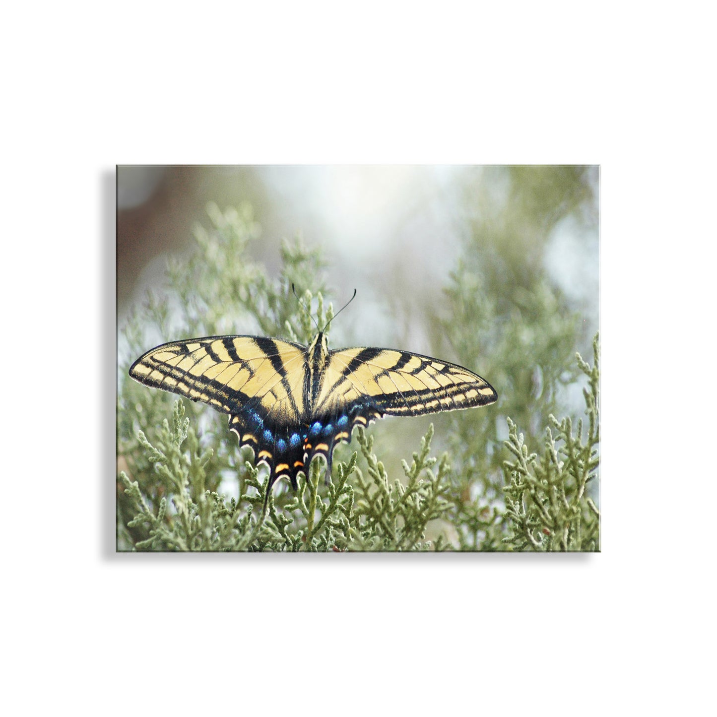 Butterfly on a branch with a blurred background. Just for you, my splendid swallowtail butterfly photo art print! This, I believe, is the Common Yellow Swallowtail. I captured this scene at Canelo Hills Cienega Reserve near the Arizona-Mexico border! Original, unique signed art by Murray Bolesta.