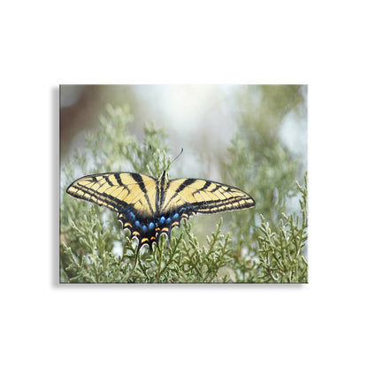 Butterfly on a branch with a blurred background. Just for you, my splendid swallowtail butterfly photo art print! This, I believe, is the Common Yellow Swallowtail. I captured this scene at Canelo Hills Cienega Reserve near the Arizona-Mexico border! Original, unique signed art by Murray Bolesta.