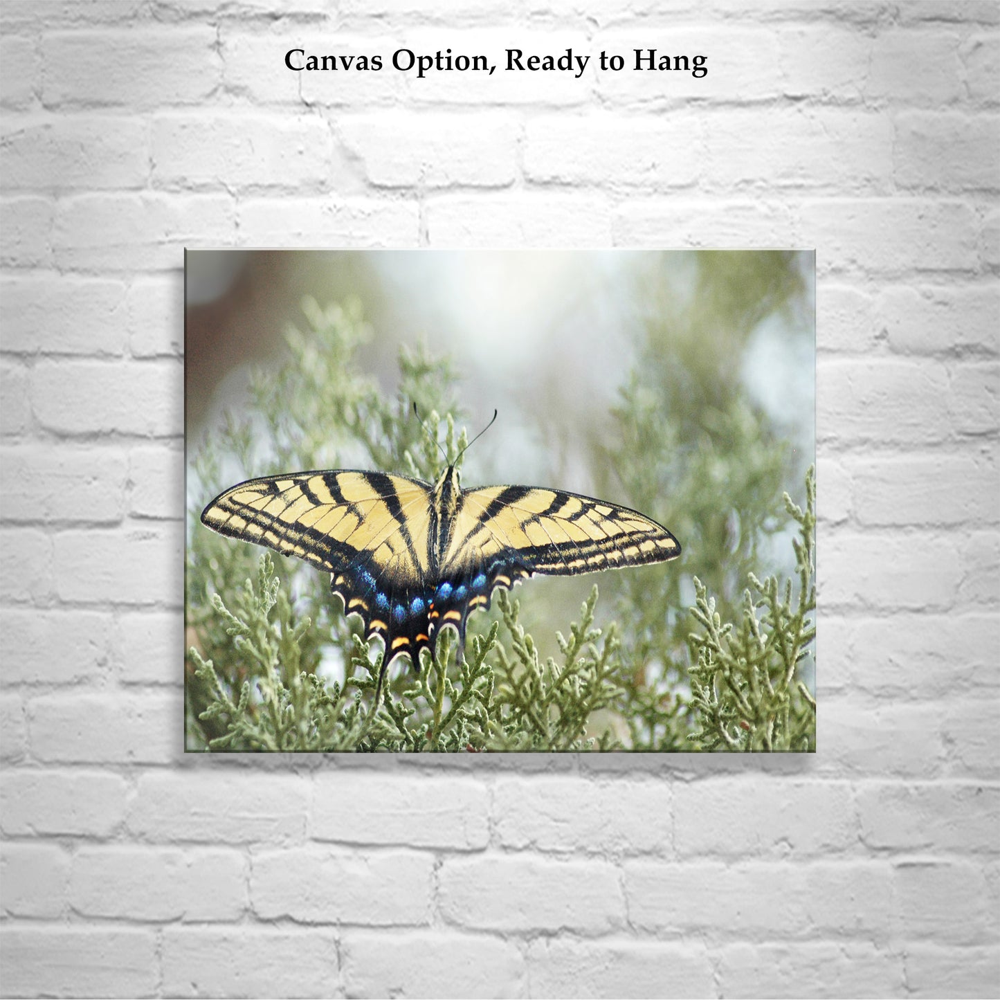 Swallowtail Butterfly Photo Art Print by Murray Bolesta