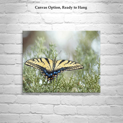 Swallowtail Butterfly Photo Art Print by Murray Bolesta