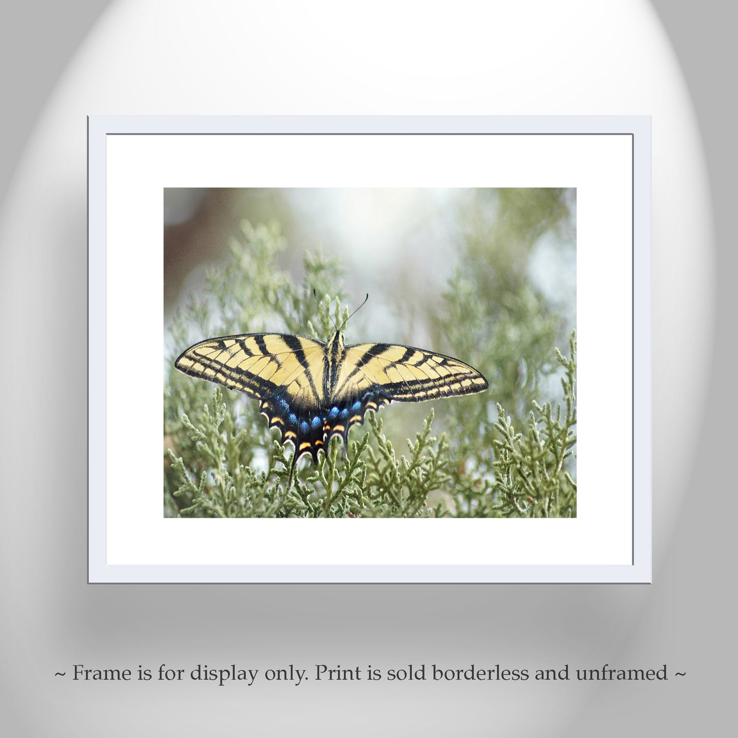 Swallowtail Butterfly Photo Art Print by Murray Bolesta