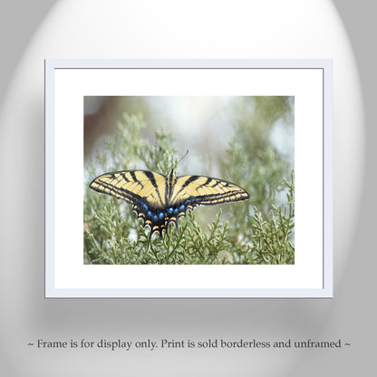 Swallowtail Butterfly Photo Art Print by Murray Bolesta