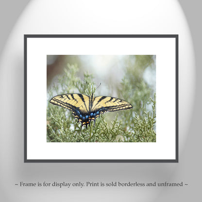 Swallowtail Butterfly Photo Art Print by Murray Bolesta