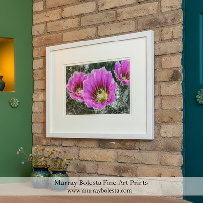 Three pink cactus flowers with a black and white background. Desert Hedgehog Cactus Plant Flowers as Magenta Wall Art by Murray Bolesta