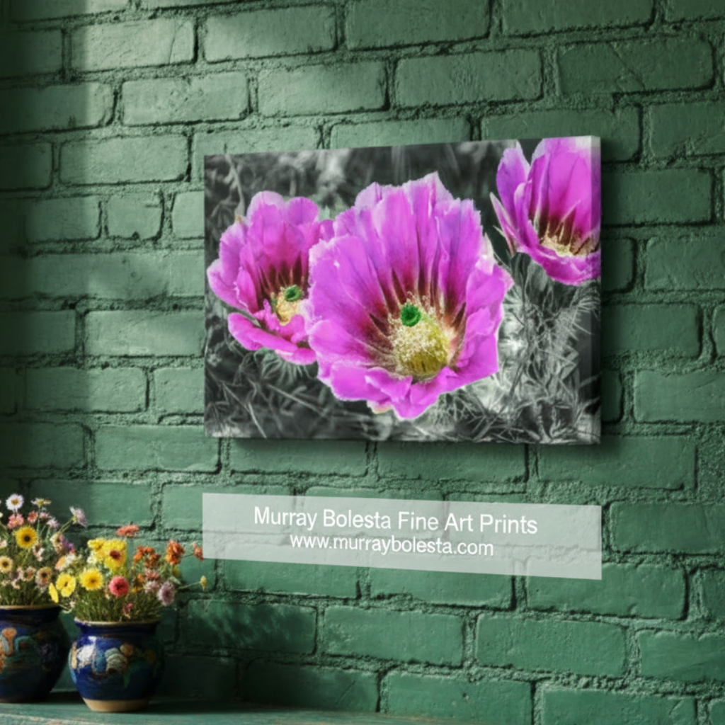 Three pink cactus flowers with a black and white background. Desert Hedgehog Cactus Plant Flowers as Magenta Wall Art by Murray Bolesta