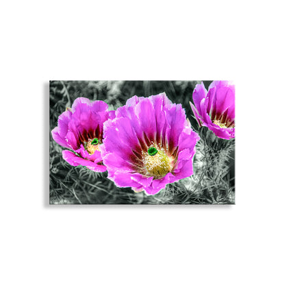 Three pink cactus flowers with a black and white background. Desert Hedgehog Cactus Plant Flowers as Magenta Wall Art