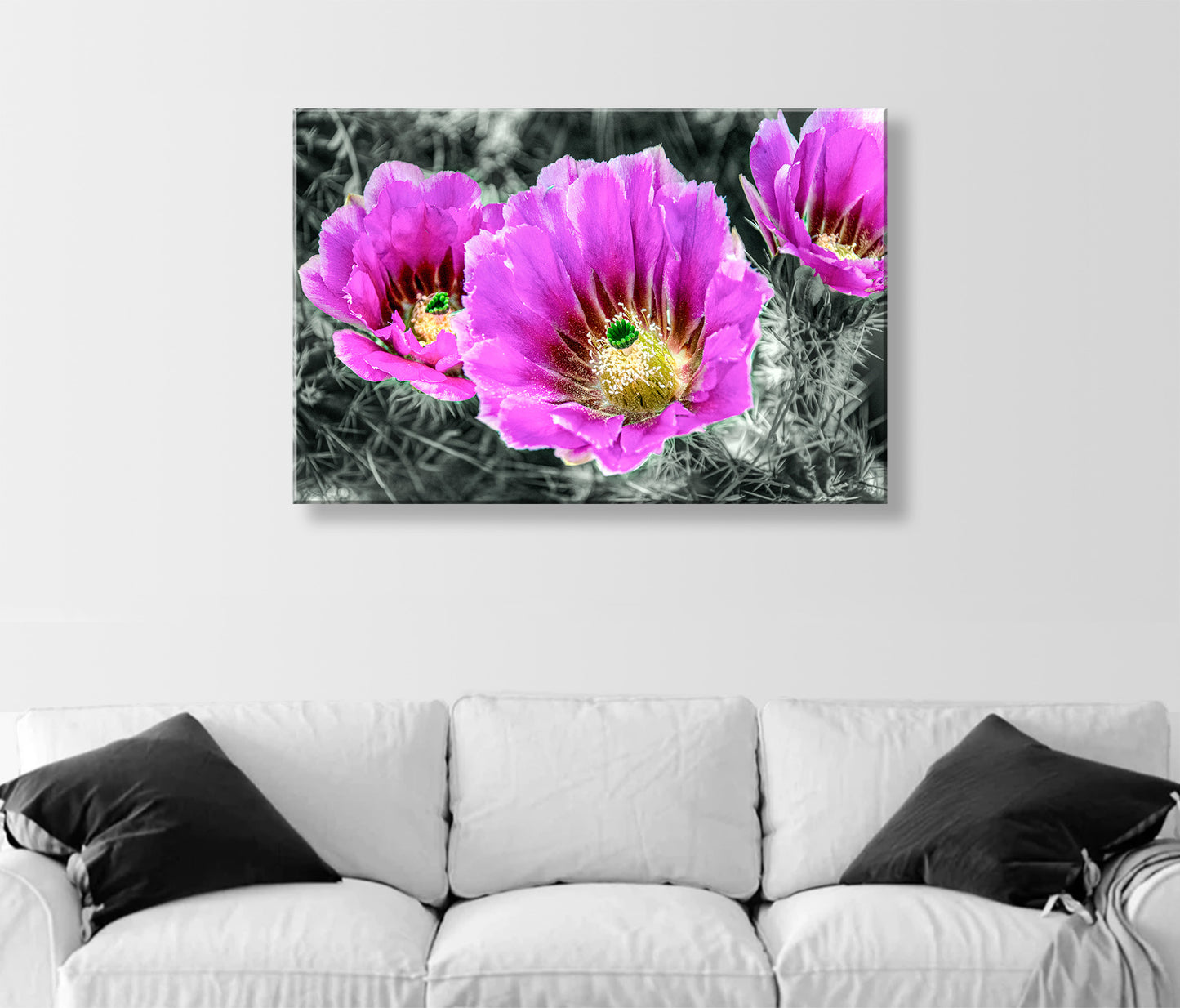 Desert Hedgehog Cactus Plant Flowers as Magenta Wall Art