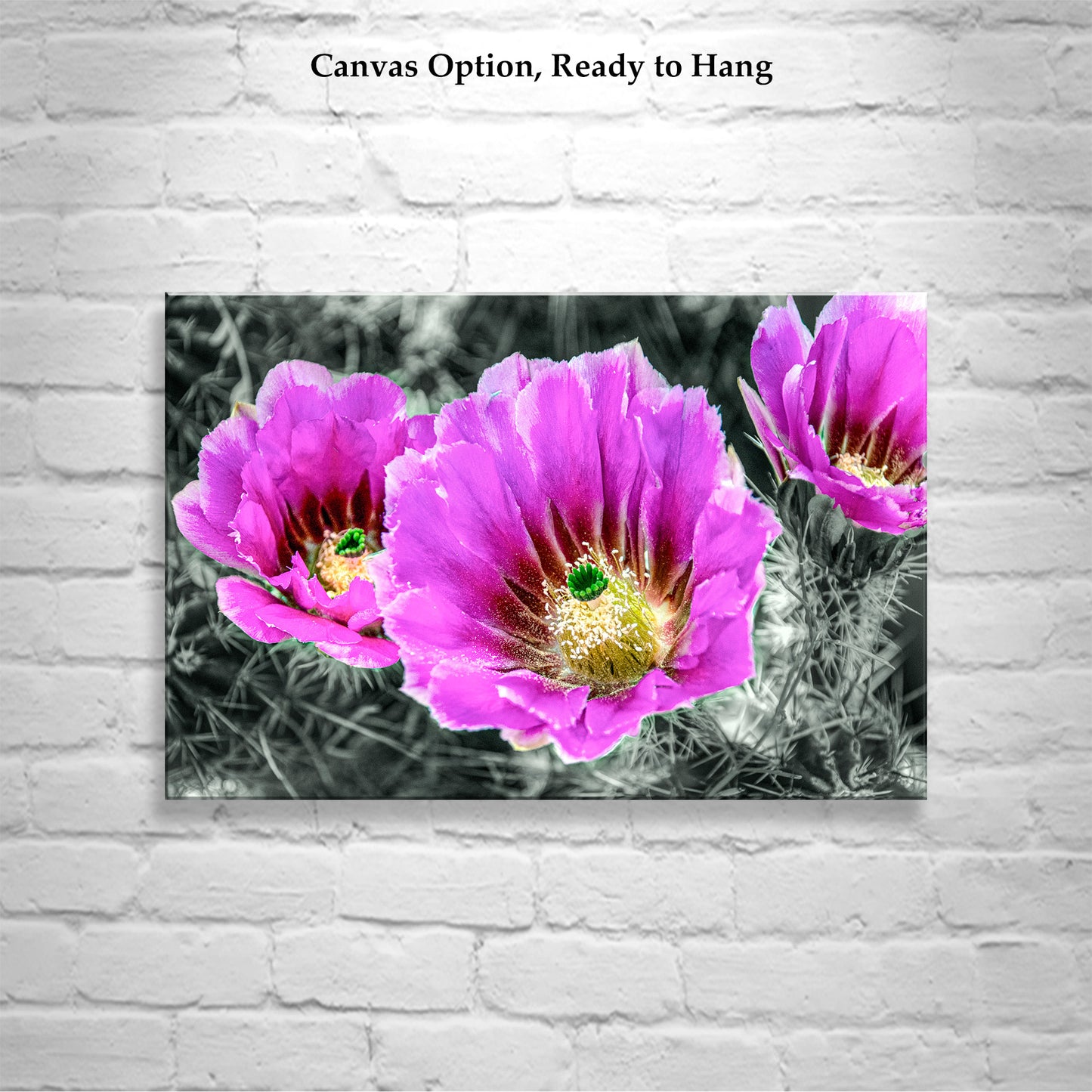 Desert Hedgehog Cactus Plant Flowers as Magenta Wall Art