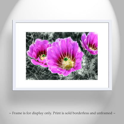 Desert Hedgehog Cactus Plant Flowers as Magenta Wall Art