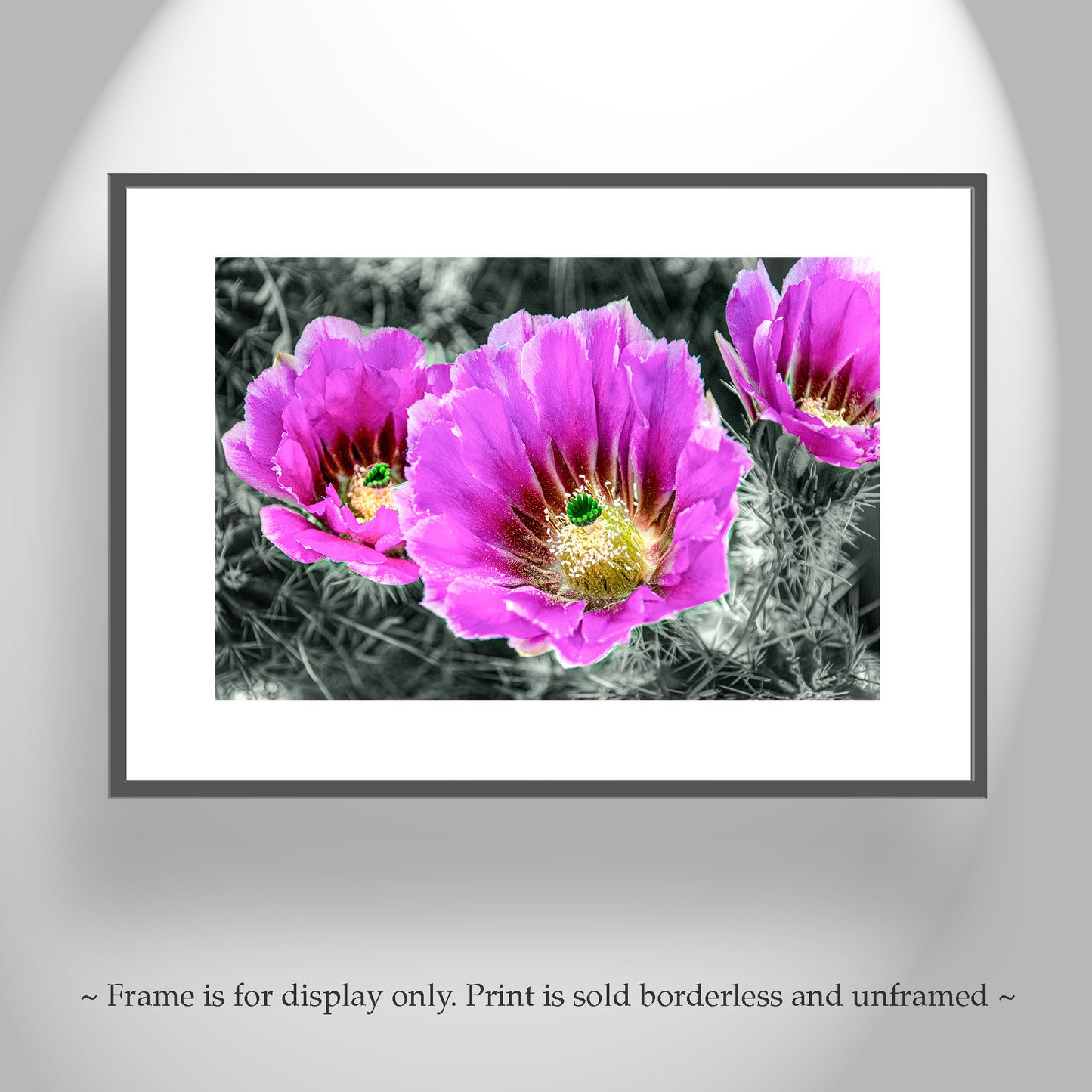 Desert Hedgehog Cactus Plant Flowers as Magenta Wall Art