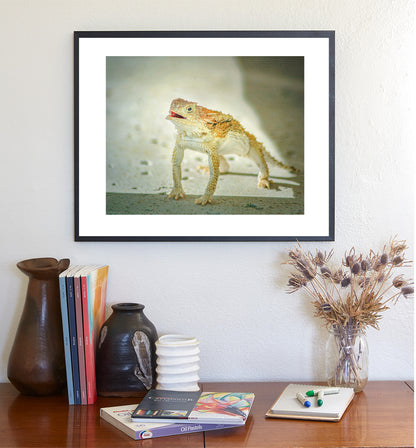 Horned Toad Lizard Picture as Desert Wildlife Photography for Your Walls