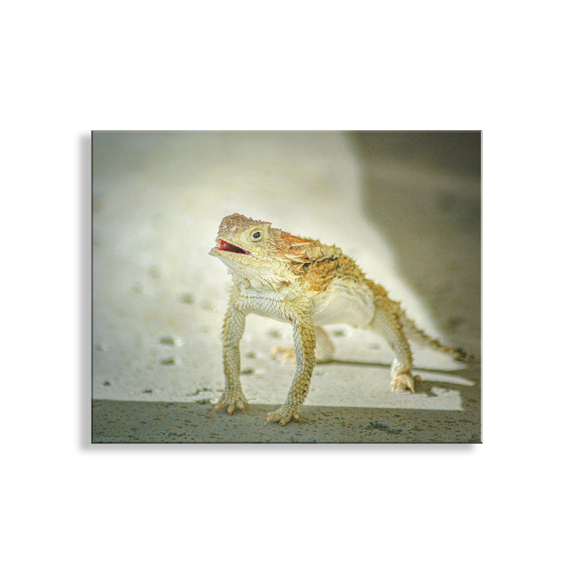 Lizard on a sandy surface with a blurred background. My handsome horned lizard photography art print for your walls! Otherwise known as a horny toad, this is a cute &amp; cuddly desert critter who stands up and does "push-ups" when alarmed. I captured this scene in the Santa Cruz River Valley of Arizona, planet Earth! Original, unique signed art by Murray Bolesta.