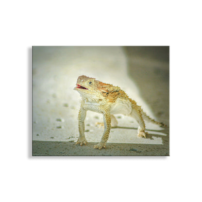 Lizard on a sandy surface with a blurred background. My handsome horned lizard photography art print for your walls! Otherwise known as a horny toad, this is a cute &amp; cuddly desert critter who stands up and does "push-ups" when alarmed. I captured this scene in the Santa Cruz River Valley of Arizona, planet Earth! Original, unique signed art by Murray Bolesta.