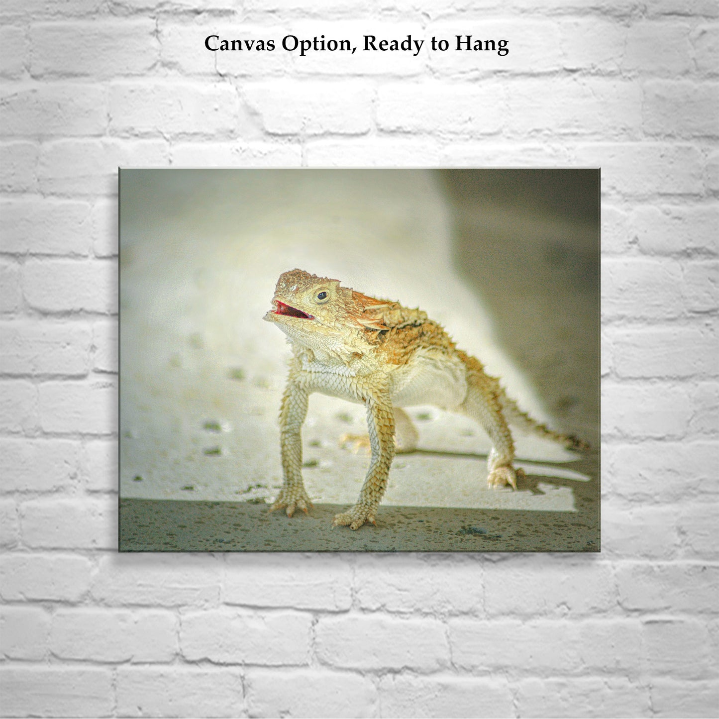 Horned Toad Lizard Picture as Desert Wildlife Photography for Your Walls