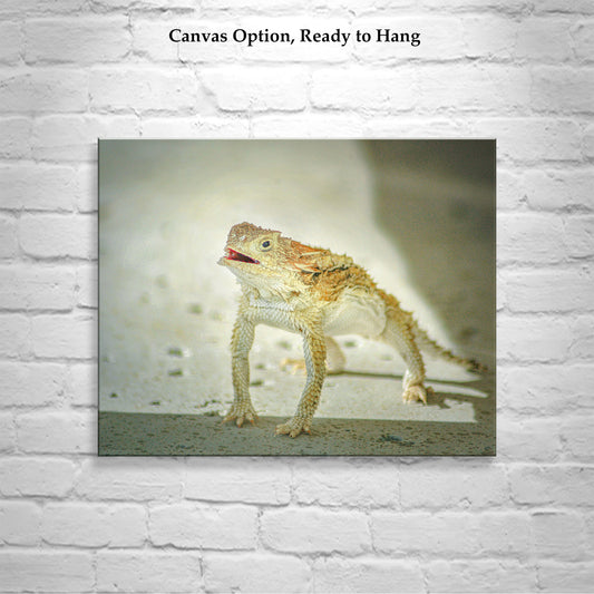 Horned Toad Lizard Picture as Desert Wildlife Photography for Your Walls