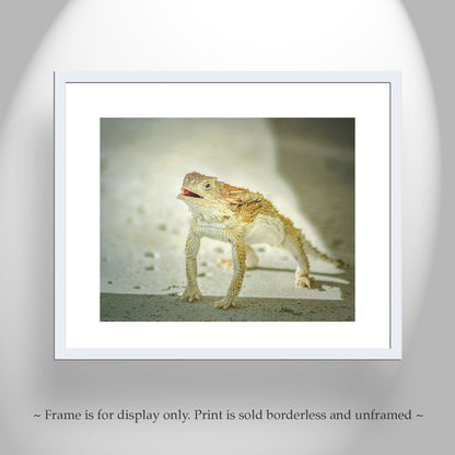 Horned Toad Lizard Picture as Desert Wildlife Photography for Your Walls