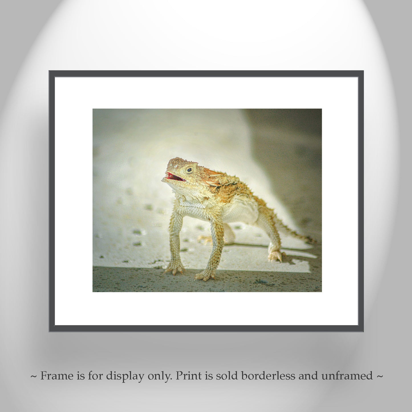 Horned Toad Lizard Picture as Desert Wildlife Photography for Your Walls