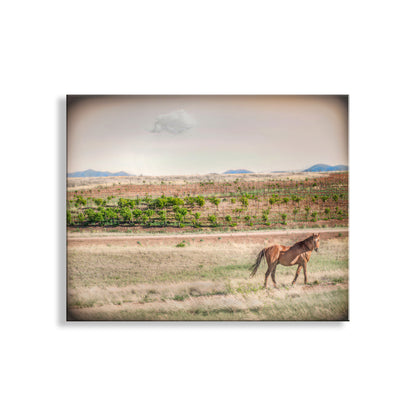 Horse walking in a field with a scenic background. Horse Ranch Art Photograph with Sonoita Arizona Vineyard as Cowgirl Gift