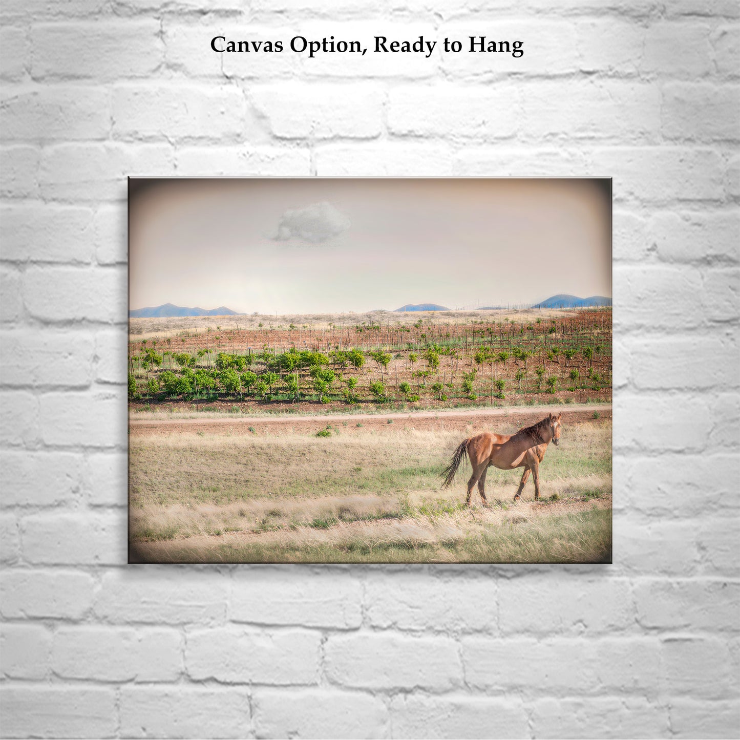 Horse Ranch Art Photograph with Elgin Arizona Vineyard as Cowgirl Gift
