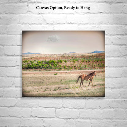 Horse Ranch Art Photograph with Elgin Arizona Vineyard as Cowgirl Gift