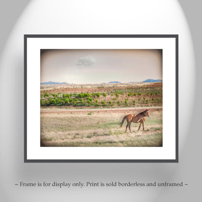 Horse Ranch Art Photograph with Elgin Arizona Vineyard as Cowgirl Gift