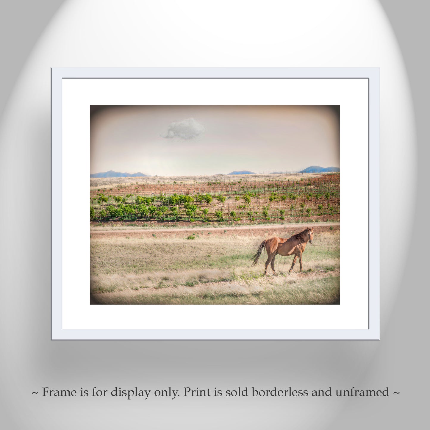 Horse Ranch Art Photograph with Elgin Arizona Vineyard as Cowgirl Gift