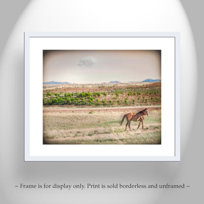 Horse Ranch Art Photograph with Elgin Arizona Vineyard as Cowgirl Gift