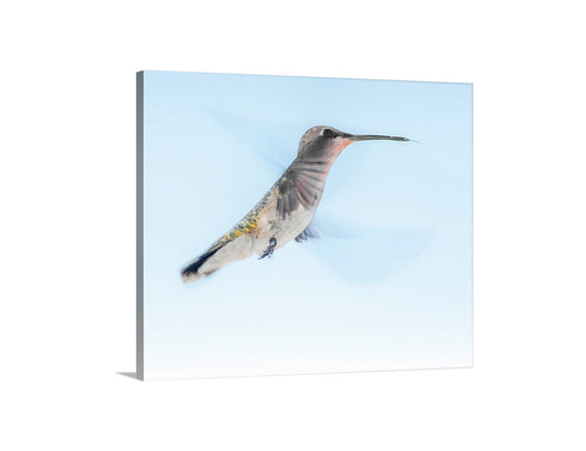 Hummingbird in Flight Art Photograph as Avian Wall Decor