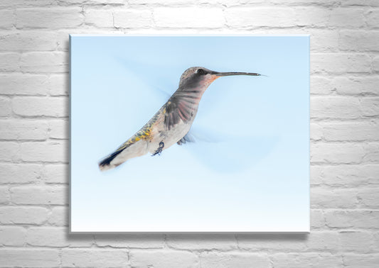Hummingbird in Flight Art Photograph as Avian Wall Decor